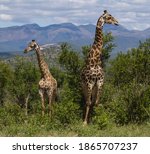 Male Adult Giraffe With Young...