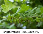 Green Gooseberry Bushes With...