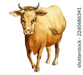 Watercolor Illustration Of Cow  ...