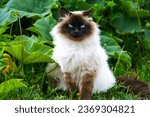 Small photo of Male specimen of Siamese Himalayan Persian cat