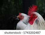 Small photo of The white rooster marks his presence before the rest of his peers, taking care of each member and reflecting an implacable respect, his intense red crest is a delight for the eyes and for the camera.