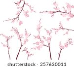 cherry blossom branches | Shutterstock .eps vector #257630011
