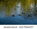 Ducks Flock Frolic On The Water....