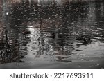 Ducks Swim In The Water. Skein