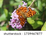 A Comma Butterfly Close Up  On...