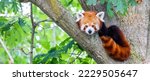 Red panda   ailurus fulgens  ...
