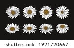 Collection Of Daisy Flower With ...