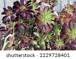 Small photo of Purple Aeonium (Aeonium arboreum 'Atropurpureum') in a garden : (pix SShukla)