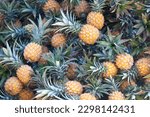 Close-up on a stack of pineapples (Ananas Victoria) for sale on a market stall in Reunion Island.