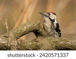 Male lesser spotted woodpecker...