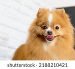 Funny Pomeranian dog looks into the camera and shows his tongue.