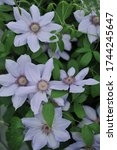 Small photo of Pale lavender-blue large-flowered clematis Bernadine selected by the British breeder Raymond Evison blooms on an exhibition in May 2017