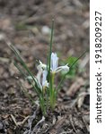 Small photo of White early bulbous iris (Iris reticulata) Natascha blooms in a garden in March