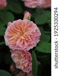 Small photo of Apricot-pink shrub English rose (Rosa) Eustacia Vye blooms on an exhibition in May