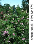 Small photo of Pink large-flowered Climber rose (Rosa) Jasmina blooms on an obelisk in a garden in June