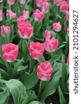Small photo of Pink and white Triumph tulips (Tulipa) Innuendo bloom in a garden in April