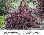 Purple-leaved ninebark (Physocarpus opulifolius) All Black (Minall2) grows in a garden in June