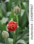 Small photo of Double Late peony-flowered tulips (Tulipa) Bombastic Red bloom in a garden in March
