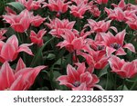 Small photo of Pink lily-flowered tulips (Tulipa) Yonina bloom in a garden in April