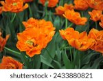 Small photo of Orange peony-flowered Double Late tulips (Tulipa) Gaston bloom in a garden in April