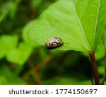 Small photo of Calligrapha is a genus of large American Chrysomelinae of imprecise taxonomic boundaries. Most species occur in Central and South America.