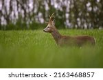 Small photo of Strong roe deer buck with rare atypical antlers standing on the field. Roe deer male with big beautiful antlers with blurred background. Side view of roe deer stag. Capreolus capreolus.
