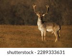 Fallow deer standing on the meadow. Wild animal with blurred background and space for text. Stag with big antlers. Dama dama.