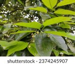 Small photo of Nutmeg is the seed, or the ground spice. genus Myristica, Jathikka. fragrant nutmeg or true nutmeg is a dark-leaved evergreen tree. musky nut.