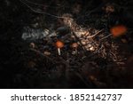 Two Wild Orange Mushrooms In...