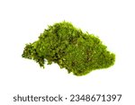 Natural green moss close up. Isolated on white.