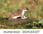 Small photo of The stoat or short-tailed weasel Mustela erminea, also known as the Eurasian ermine, Beringian ermine, or simply just ermine, mustelid native to Eurasia