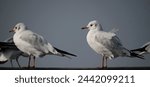 Small photo of The common gull or sea mew is a medium-sized gull that breeds in the Pale arctic. The closely related short-billed gull is sometimes included in this species, which may be known collectively