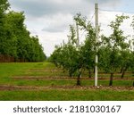 Beautiful fruits garden, agriculture business and industry. Rows of apple trees growing on apple farm. Industrial cultivation of apples in orchards.