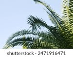 Green palm leaves against the...
