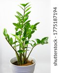 Small photo of Decorative fresh Zamioculcas Zamiifolia (ZZ plant) glossy green leaves planted in a white ceramic pot and isolated on white.