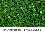 A Patch Of Clover Spotted With...