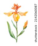 Watercolor Daffodil Close Up ...