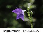 Balloon Flower Close Up At...