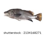 Small photo of Corb, Meagre, Yellowmouth fish on a white background