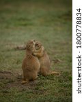 Two Adorable Prairie Dogs...