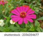Small photo of ziniz graceful is one of the most constrained annual flowering plants of the genus zinia