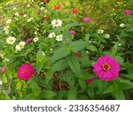 Small photo of ziniz graceful is one of the most constrained annual flowering plants of the genus zinia