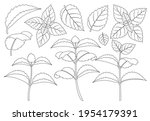 Mint Leaf Outline Vector Set...