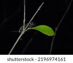 Small photo of A bee perched on a stick next to a green leaf. Shot with a smartphone with a 52mm macro lens.