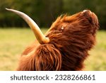 Small photo of Scottish highland cattle head in grassland in Germany. Red female gaelic cattle with big horns red coat looking up. Mooing, saying moo