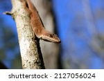 Brown Colored Green Anole Lizard