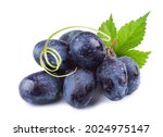 Bunch of ripe dark blue grapes in water drops with green leaf isolated on white background.