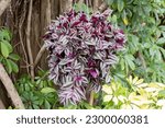 Small photo of Inch Plant, Tradescantia zebrina, Wandering Jew hanging basket. Popular easy house plant in a hanging basket. Wandering Dude plant