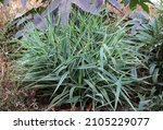 Small photo of Falyaris reed (canary grass) is invariably popular with landscape designers. Its elegant variegated foliage looks worthy in the company of other herbs and alone. Falyaris blooms with inconspicuous inf