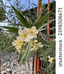 Small photo of Yellow Oleander flowers growing in a wayside garden, Kalyan, India